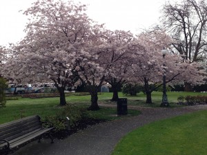 Cherry Blossoms in the Park